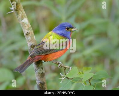 Banderole peinte (Passerina ciris) en escale pendant la migration printanière à Galveston, Texas, États-Unis. Banque D'Images