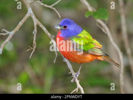 Banderole peinte (Passerina ciris) en escale pendant la migration printanière à Galveston, Texas, États-Unis. Banque D'Images