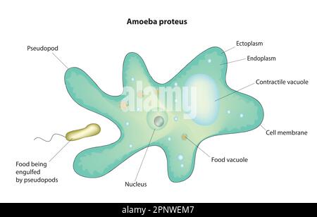 diagramme d'amieba proteus Illustration de Vecteur
