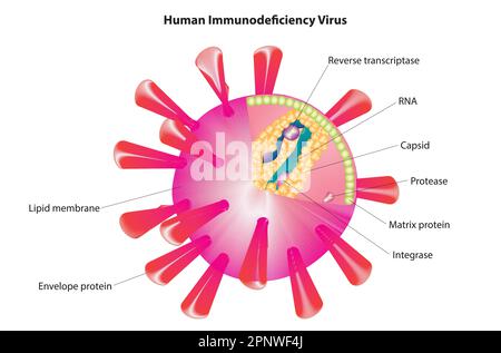 virus de l'immunodéficience humaine Illustration de Vecteur