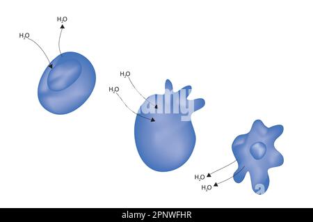 osmose dans les cellules animales Illustration de Vecteur