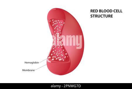 Structure des globules rouges Illustration de Vecteur