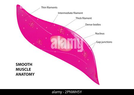 Vecteur biologique du tissu musculaire lisse Illustration de Vecteur