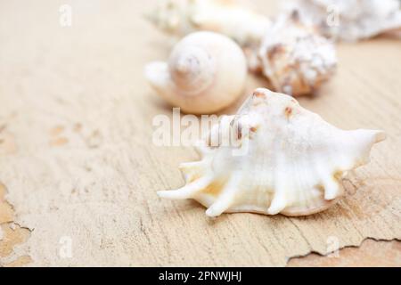 Gros plan d'une petite coquille de conc avec une faible profondeur de champ Banque D'Images
