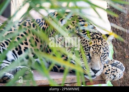 jaguar sud-américaine (Panthera onca). Féline tropicale Banque D'Images