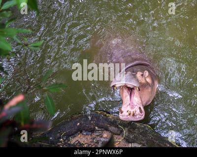 L'hippopotame commun bâilleux dans l'eau Banque D'Images