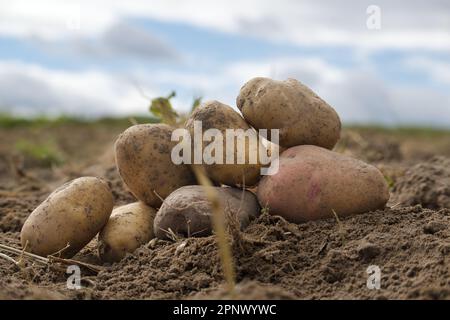 Pommes de terre récemment creusées dans une ferme familiale biologique, vue à angle bas sur la terre brune riche dans un concept de culture alimentaire Banque D'Images