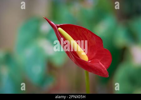 fleur d'anthurium rouge, également connue sous le nom de fleur de tavelon, de flamants roses et de laceleaf, en forme de goutte d'eau avec du spadix jaune isolé sur fond de jardin naturel Banque D'Images