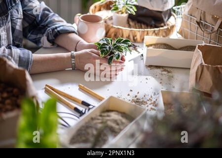 Les mains de jardinier femelle tenant une petite casserole avec l'équipement de jardin monstère variable sur la table de clôture Banque D'Images