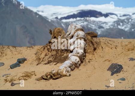 Les vertèbres d'une baleine reposent sur les sables dorés de la plage Ytri Tunga, dans la péninsule de Snæfellsnes en Islande, une région populaire pour voir les colonies de phoques. Banque D'Images