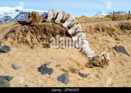 Les vertèbres d'une baleine reposent sur les sables dorés de la plage Ytri Tunga, dans la péninsule de Snæfellsnes en Islande, une région populaire pour voir les colonies de phoques. Banque D'Images