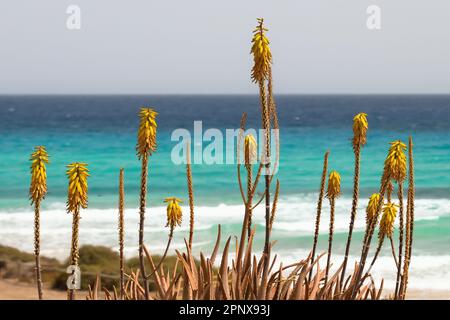 Aloe vera. Plante d'aloès à fleurs jaunes avec la plage et l'eau turquoise de l'océan Atlantique en arrière-plan. Fuerteventura, Espagne. Banque D'Images