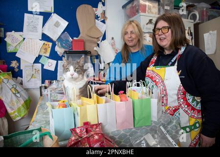 USAGE ÉDITORIAL UNIQUEMENT (de gauche à droite) Anita Frangleton et Kerry, apprenant, interagissent avec Smokey, qui vit à Walton Lea Partnership à Warrington, comme il est annoncé comme finaliste dans la catégorie « Cat Colleges » des Cats protection National Cat Awards de cette année. Date de publication : vendredi 21 avril 2023. Banque D'Images