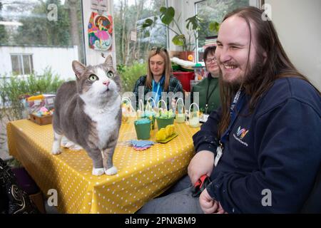 USAGE ÉDITORIAL UNIQUEMENT (de gauche à droite) Paula Tidswell, membre du personnel, et les apprenants Amy et Dale (noms de famille non donnés) interagissent avec Smokey, qui vit à Walton Lea Partnership à Warrington, comme il est annoncé comme finaliste dans la catégorie « Cat Colleges » de la catégorie « Cats protection National Cat Awards » de cette année. Date de publication : vendredi 21 avril 2023. Banque D'Images
