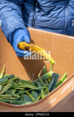 Bras et main avec un gant bleu tenant une banane collectée à l'intérieur d'une poubelle avec des légumes pour recycler et nourrir leurs poulets en aidant durable, c Banque D'Images