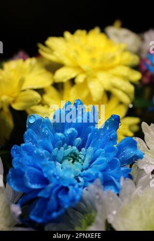 Gouttes d'eau sur les pétales de chrysanthèmes bleu et jaune photo macro Banque D'Images