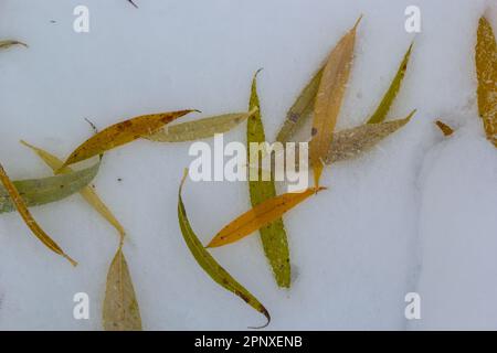 Feuilles jaune-vert du saule, tombées sur la neige. Congelé au début de l'hiver dans une flaque. Magnifique arrière-plan d'hiver. Banque D'Images