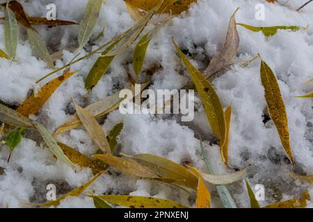 Feuilles jaune-vert du saule, tombées sur la neige. Congelé au début de l'hiver dans une flaque. Magnifique arrière-plan d'hiver. Banque D'Images