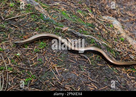 Slowworm Anguis fragilis photographié avec une faible profondeur de champ. Photo macro. Banque D'Images