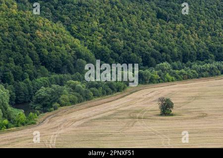 Paysage agricole de printemps glissant automne. Paysage naturel en couleur marron et jaune. Champ de rangée cultivé ondulé et arbre. Bande ondulant UNR Banque D'Images