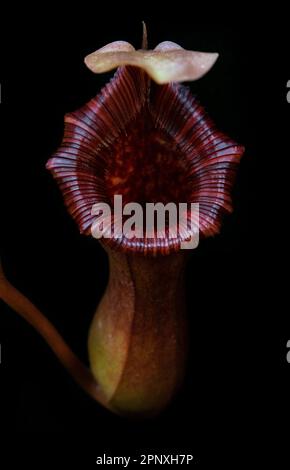 Plante carnivore. Usine de pichet asiatique. (Nepenthes lowii x ventricosa) Banque D'Images