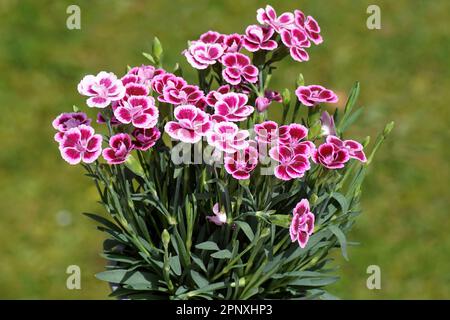 Gros plan des fleurs de Dianthus caryophyllus 'Pink Kisses' dans un jardin hollandais vert pâle. Printemps, avril. Un cultivar de Dianthus, une famille rose ou une nation Banque D'Images