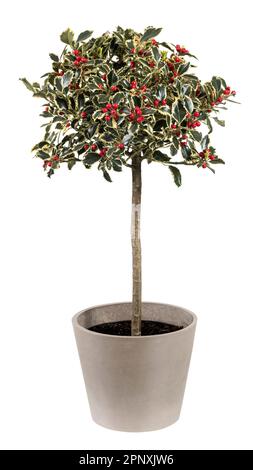 Plante fraîche de Holly avec des feuilles vertes et des fruits rouges placés dans un pot en céramique isolé sur fond blanc Banque D'Images