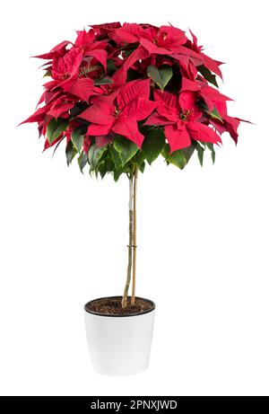 Plante de poinsettia rouge fraîche avec des feuilles vertes poussant dans un pot en céramique isolé sur fond blanc Banque D'Images