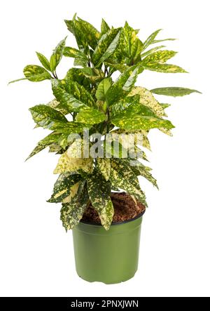 Plante de poussière d'or vert frais avec des feuilles tachetées poussant dans un pot isolé sur fond blanc Banque D'Images