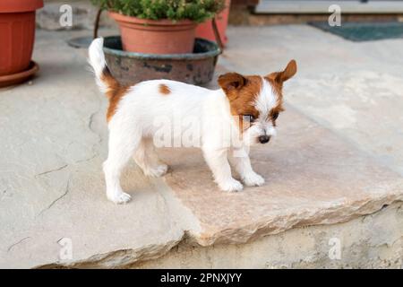 Adorable chiot Jack Russell Terrier debout sur une véranda en pierre près des pots de fleurs en journée Banque D'Images