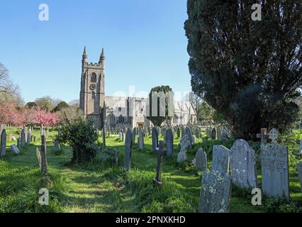 La face sud de l'église paroissiale de St Mary à Plympton. vue sur les tombes en premier plan dans la fleur historique avec fleur de pinl sur les arbres. Banque D'Images