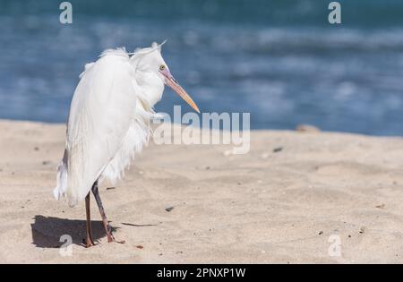 egret de récif blanc unique debout dans le sable de la plage à la mer rouge Banque D'Images