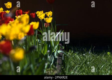 Rangée de tulipes en fleur dans un jardin vu de près Banque D'Images