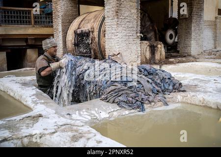 Ouvrier dans les tanneries de Fès manipulant des peaux à l'intérieur d'une piscine, pour le bronzage. Banque D'Images