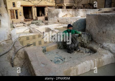 Ouvrier dans les tanneries de Fès manipulant des peaux à l'intérieur d'une piscine, pour le bronzage. Banque D'Images