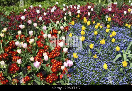 Londres, Angleterre, Royaume-Uni. Fleurs printanières dans le parc St James's, le 19th avril 2023 Banque D'Images