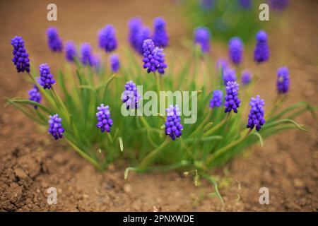 Les jacinthes de raisin bleu poussent dans le jardin de printemps avec de petites bourgeons ronds Banque D'Images