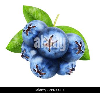 Bleuets isolés. Bouquet de bleuets doux avec des feuilles isolées sur fond blanc, chemin de coupure Banque D'Images