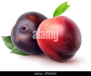 Fruit entier de nectarine et prune avec feuilles isolées sur fond blanc avec passe-cheveux Banque D'Images