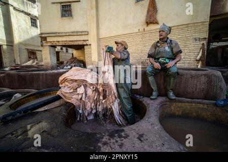 Ouvrier dans les tanneries de Fès manipulant des peaux à l'intérieur d'une piscine, pour le bronzage. Banque D'Images