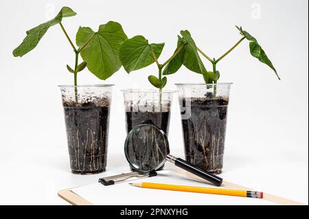 Une tasse en plastique recyclé avec une épée de cotyledon en pleine croissance, un crayon et une loupe sur un presse-papiers Banque D'Images