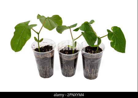 Une tasse en plastique transparent recyclé avec des feuilles de Sword Bean qui poussent dans elle Banque D'Images