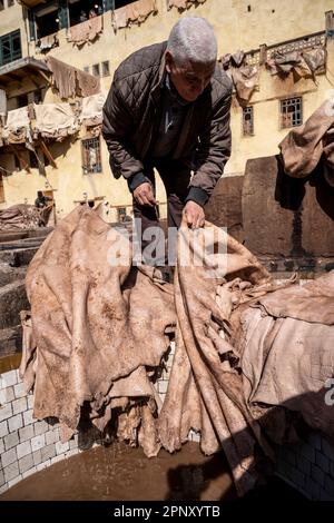 Ouvrier dans les tanneries de Fès manipulant des peaux à l'intérieur d'une piscine, pour le bronzage. Banque D'Images