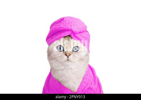 mignon chat blanc dans une serviette rose sur sa tête et un peignoir rose sur un fond blanc Banque D'Images