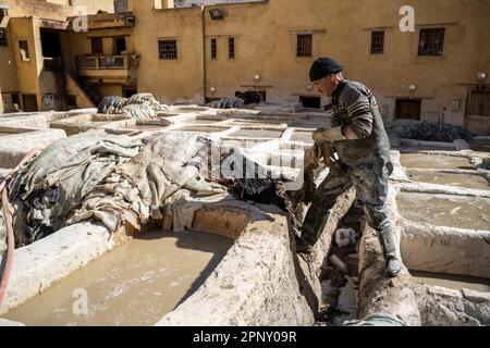 Ouvrier dans les tanneries de Fès manipulant des peaux à l'intérieur d'une piscine, pour le bronzage. Banque D'Images