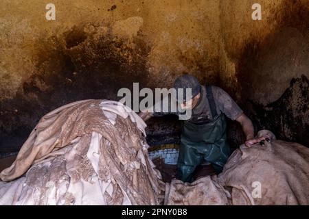 Ouvrier dans les tanneries de Fès manipulant des peaux à l'intérieur d'une piscine, pour le bronzage. Banque D'Images