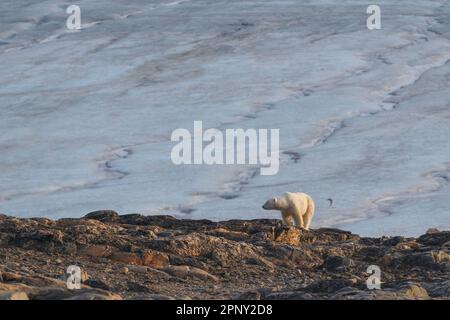 Des ours polaires se promène le long de la plage pour trouver de la nourriture. Recherche de nourriture. Arctique, Svalbard, Spitsbergen, Norvège Banque D'Images