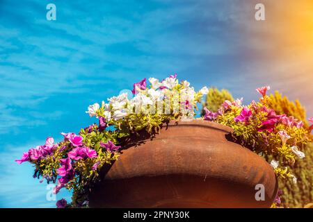 fleur multicolore dans un vaisseau en faïence sous ciel bleu Banque D'Images