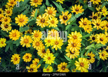 vue de dessus des fleurs jaunes de zinnia sur fond vert Banque D'Images