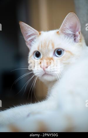 Portrait en gros plan de Red point Domestic Cat (Thai Siamese) Banque D'Images